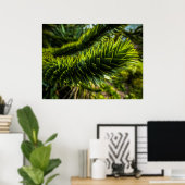 Monkey Puzzle Tree - Tree Fotografie Poster (Thuiskantoor)