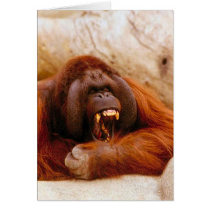 Monkey-schreeuwen