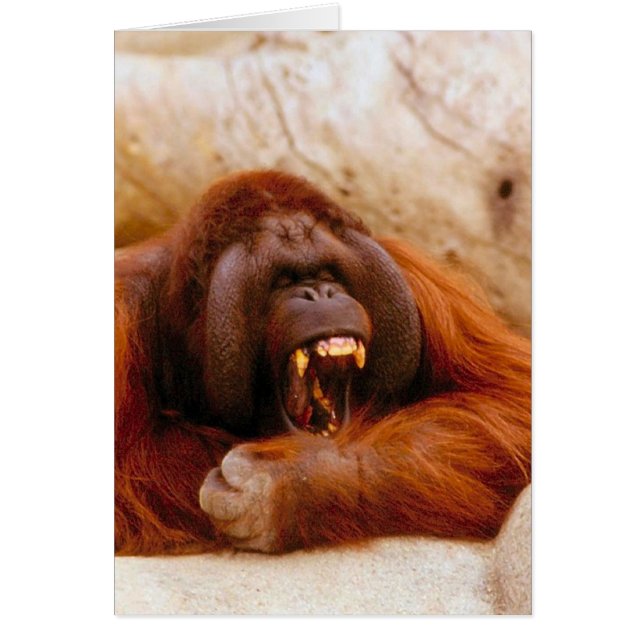 Monkey-schreeuwen (Voorkant)