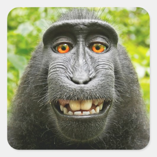 Monkey Selfie Vierkante Sticker (Voorkant)