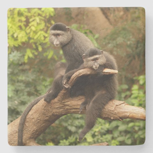 Monkey Square onderzetter (Voorkant)