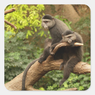 Monkey Square Sticker