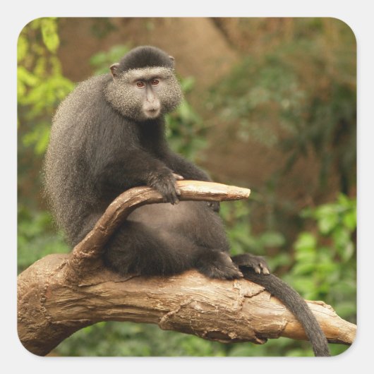 Monkey Square Sticker (Voorkant)