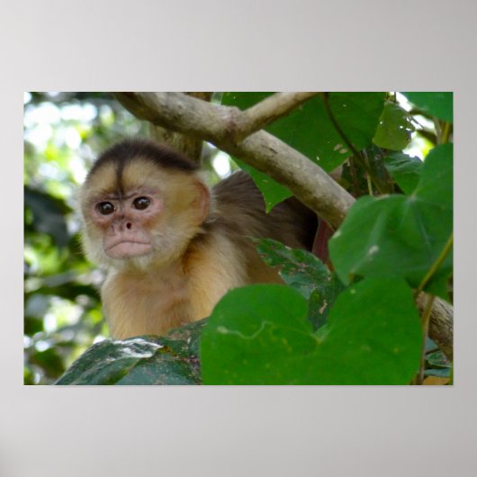 Monkey zie... poster (Voorkant)