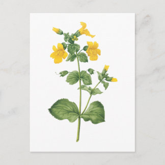monkeyflower (Mimulus sp.) door Redouté Briefkaart