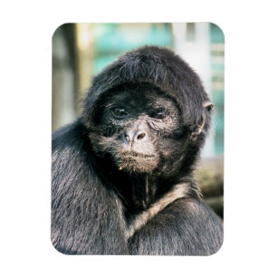 MONKEYS MAGNEET