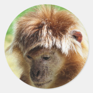 MONKEYS RONDE STICKER