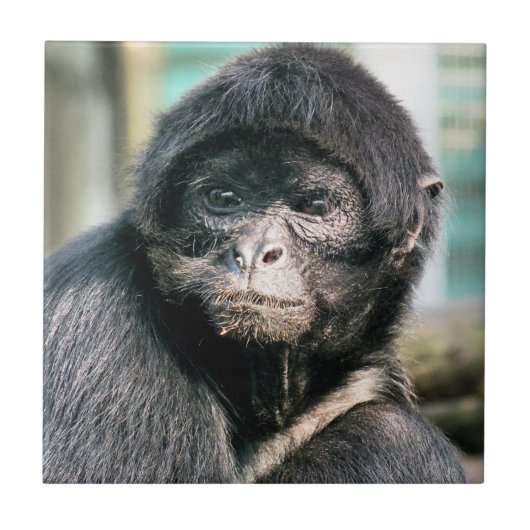 MONKEYS TEGELTJE (Voorkant)