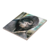 MONKEYS TEGELTJE (Zijkant)