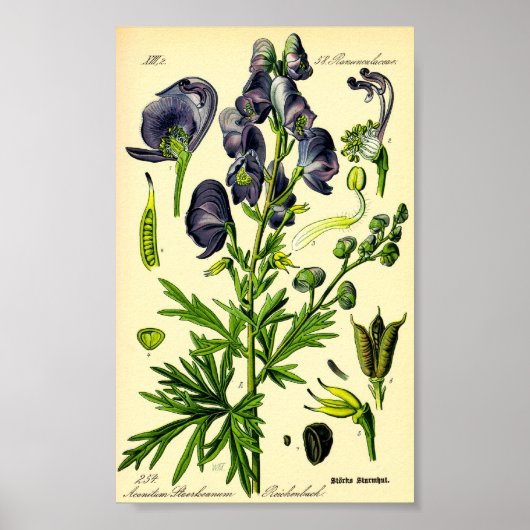 Monkshood (Aconitum napellus) Poster (Voorkant)