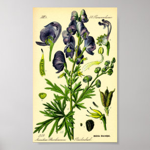 Monnikskap (napellus Aconitum) Poster