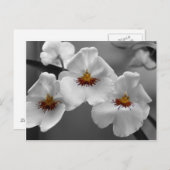 Monochrome orchideeën briefkaart (Voorkant / Achterkant)