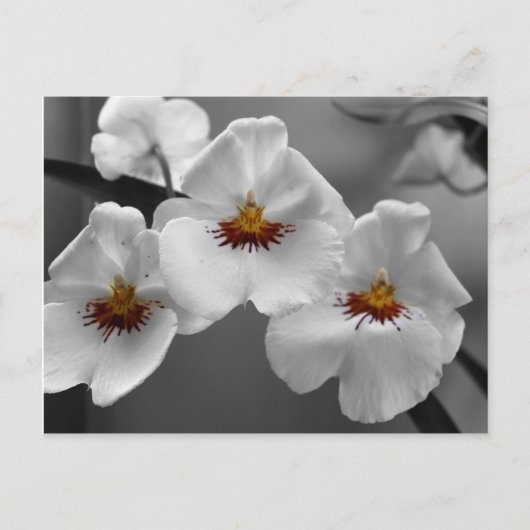 Monochrome orchideeën briefkaart (Voorkant)