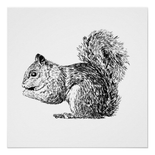 Monochrome Squirrel poster (part of a set) (Devant)
