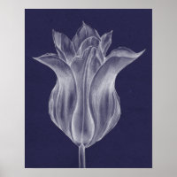Monochrome Tulip III