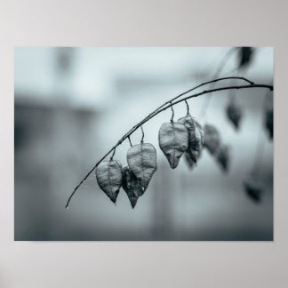 Monochrome Zaadpeulen aan een Regennatte Tak Poster