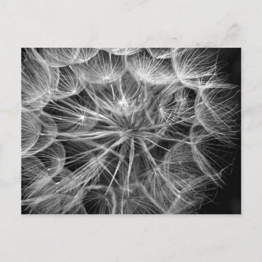 Monochroom Dandelion Seed Macro Briefkaart (Voorkant)