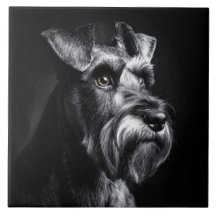 Monochroom Portret van een Schnauzer