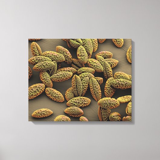 Monocot pollen van een Iris Canvas Afdruk (Voorkant)