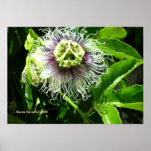 Monster Flower Print - Selecteer uw Lijst
