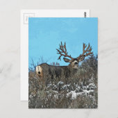 Monster muierhert buck briefkaart (Voorkant / Achterkant)