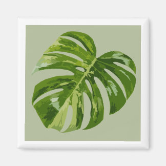 Monstera Albo Hero Leaf Magneet — Zeldzame Variati