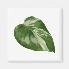 Monstera Albo Leaf Magnet — Rare Variegation  Magneet