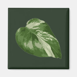 Monstera Albo Leaf — Rare Variegation  Magneet