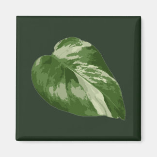 Monstera Albo Leaf — Rare Variegation  Magneet