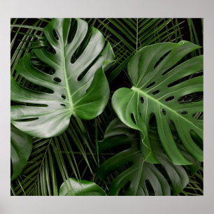 Monstera bladeren, luxe tropische lay-out. poster