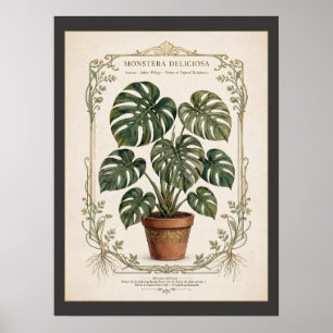 Monstera Deliciosa Vintage Botanische Poster Gemon