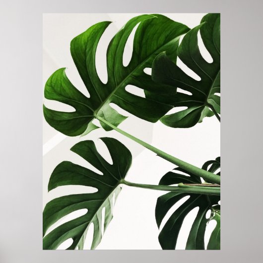 Monstera Poster (Voorkant)