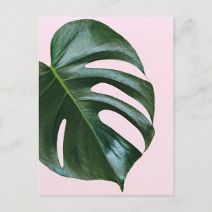 Monstera Tropical Leaf Briefkaart