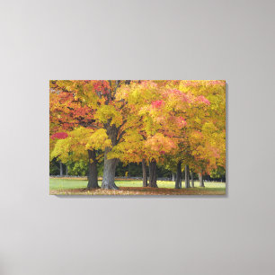 Monsterbomen in herfstkleuren, nabij Concord; Canvas Afdruk