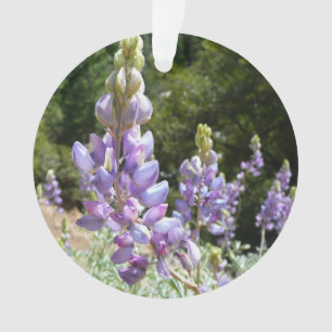 Mont Lupins