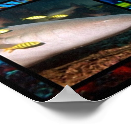 Montage des scènes de requins Poster (Coin)