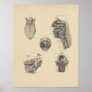 montageanatomie 1880 Afdruk Poster