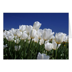 Montagne des Tulipes sur un ciel bleu parfait