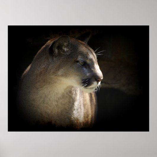 MONTAGNE LION Cougar Big Cat Wildlife Poster (Devant)