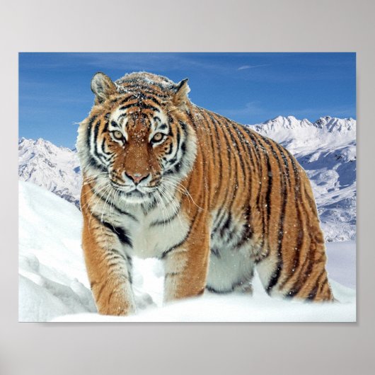 Montagnes Nature Hiver Photo Neige Tiger Poster (Devant)