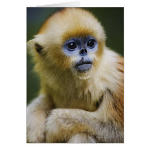 Montagnes Qinling, octobre 2006