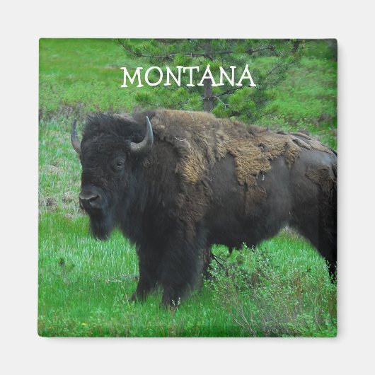 Montana Bison magnet Magneet (Voorkant)