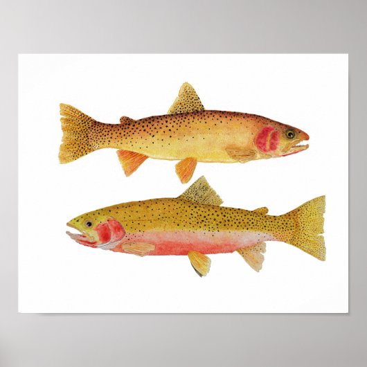 Montana Cuthroats Poster (Voorkant)