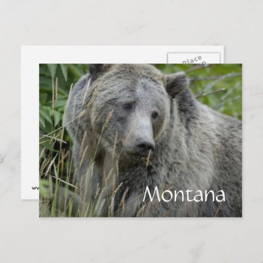 Montana grizzly beer briefkaart (Voorkant / Achterkant)