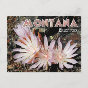 Montana State Flower: Bitterroot Briefkaart