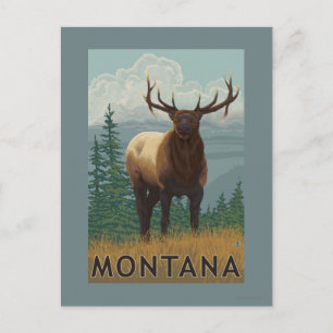 MontanaElk Scene Briefkaart