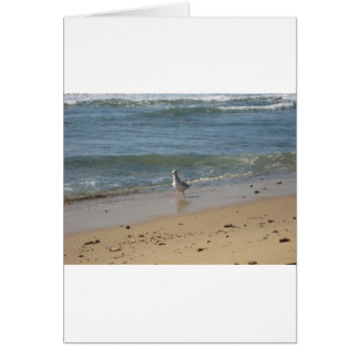 Montauk strand seagull love