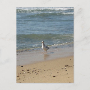 Montauk strand seagull love briefkaart