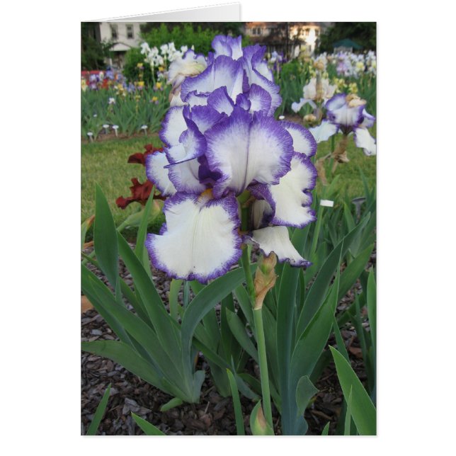 Montclair Iris (Voorkant)