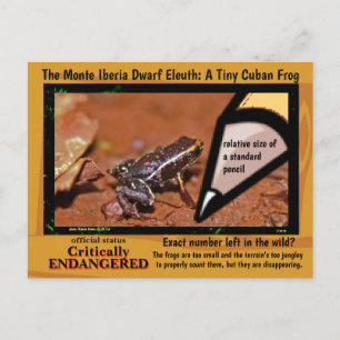 Monte Iberia Eleuth - een bedreigde regenkikker -~ Briefkaart